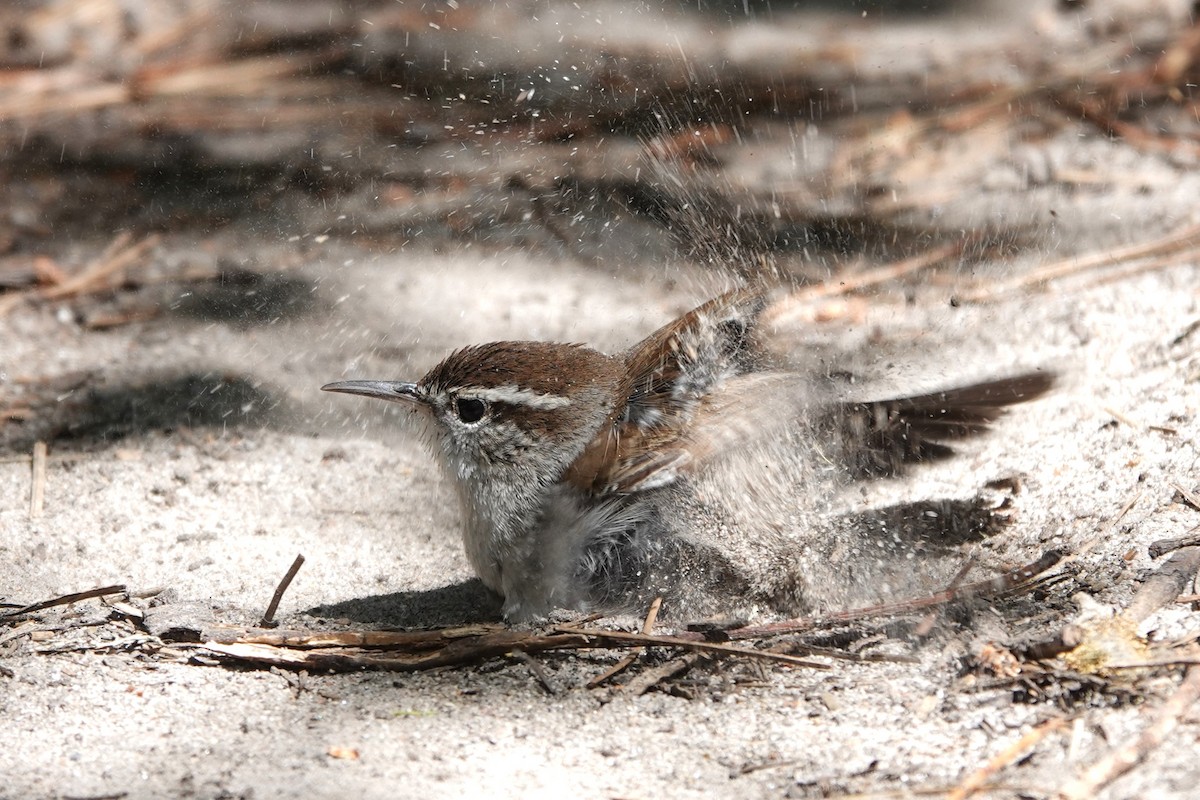 Bewick's Wren - ML616250305