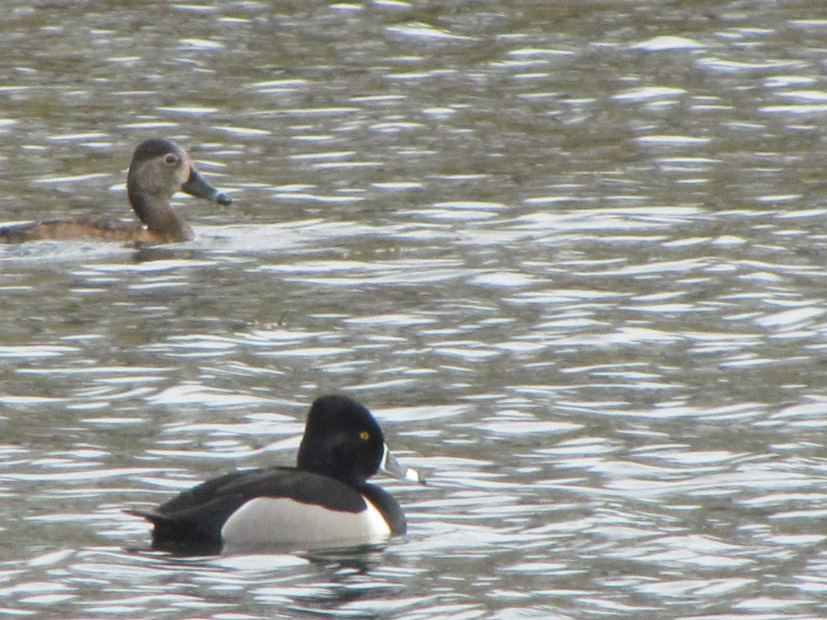 Ring-necked Duck - ML616250309