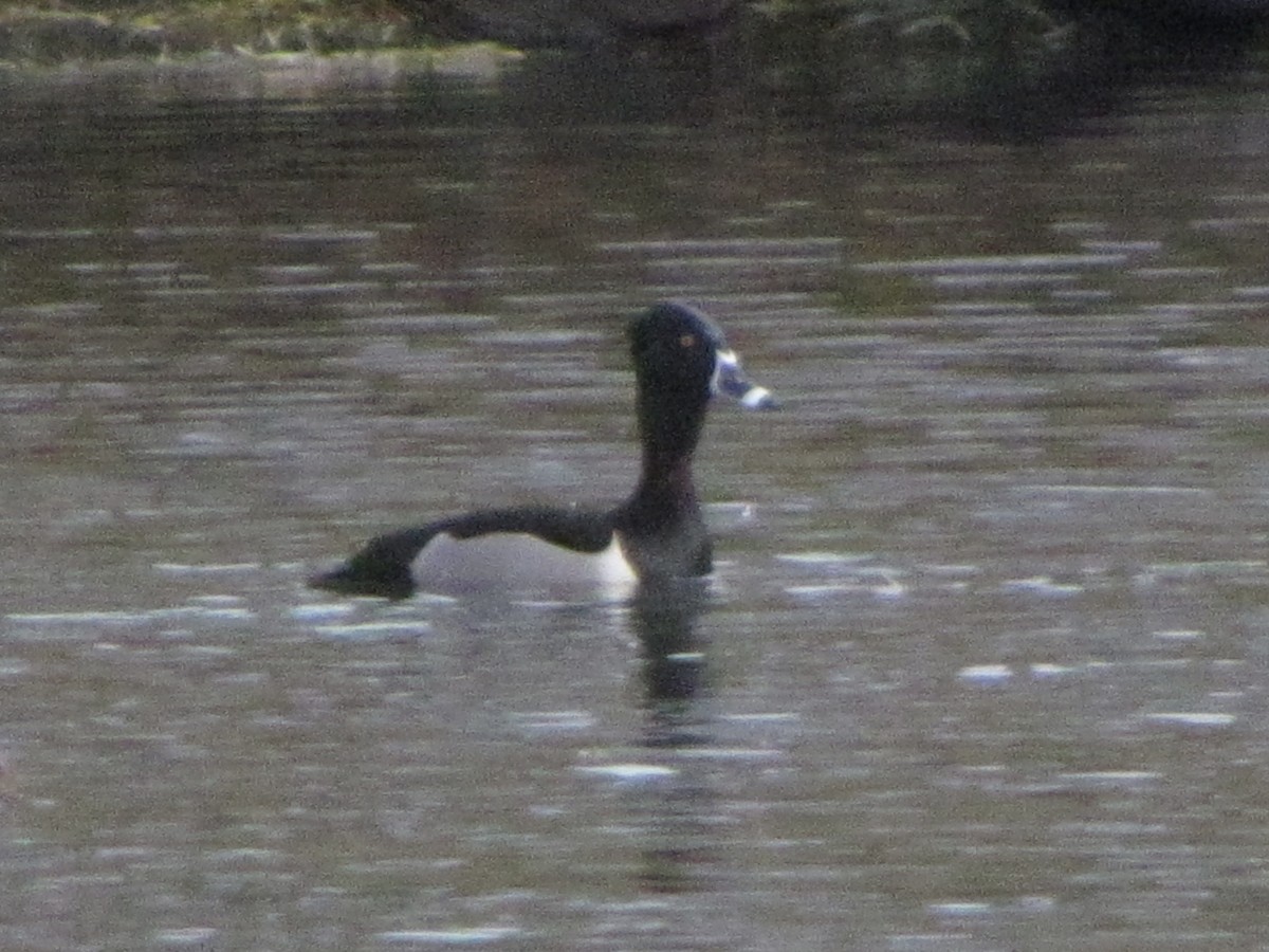 Ring-necked Duck - ML616250328