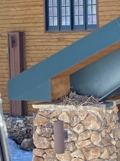 Great Horned Owl - ML616250336