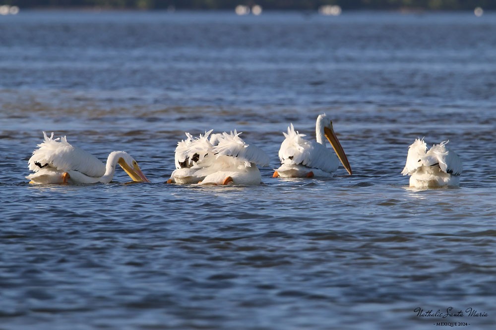 American White Pelican - ML616250351