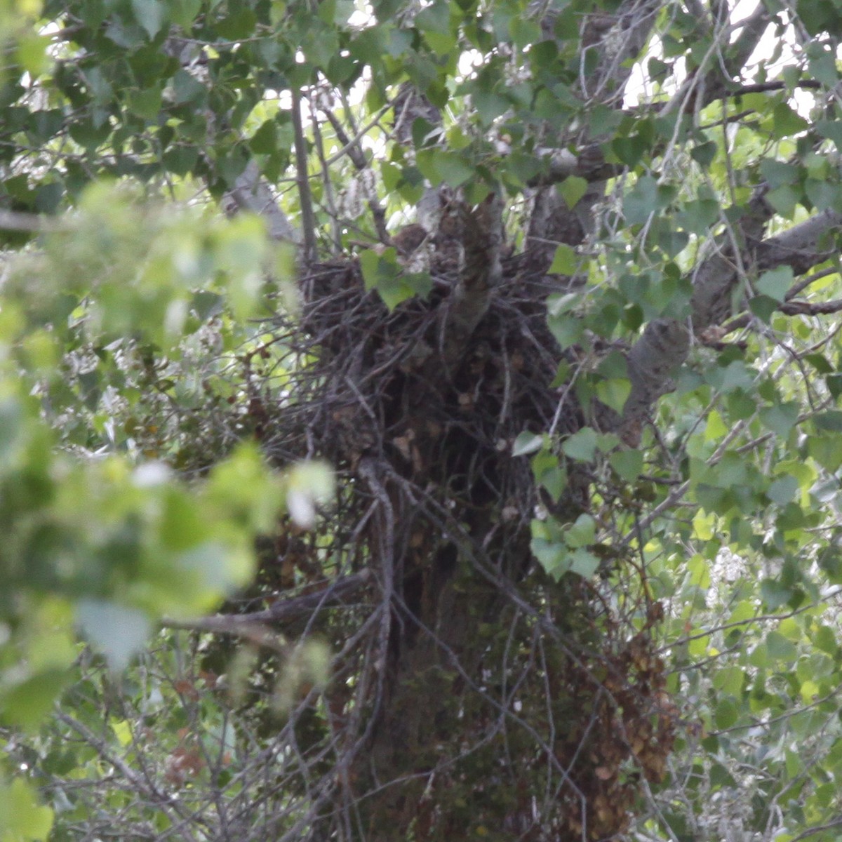 Great Horned Owl - ML616250354