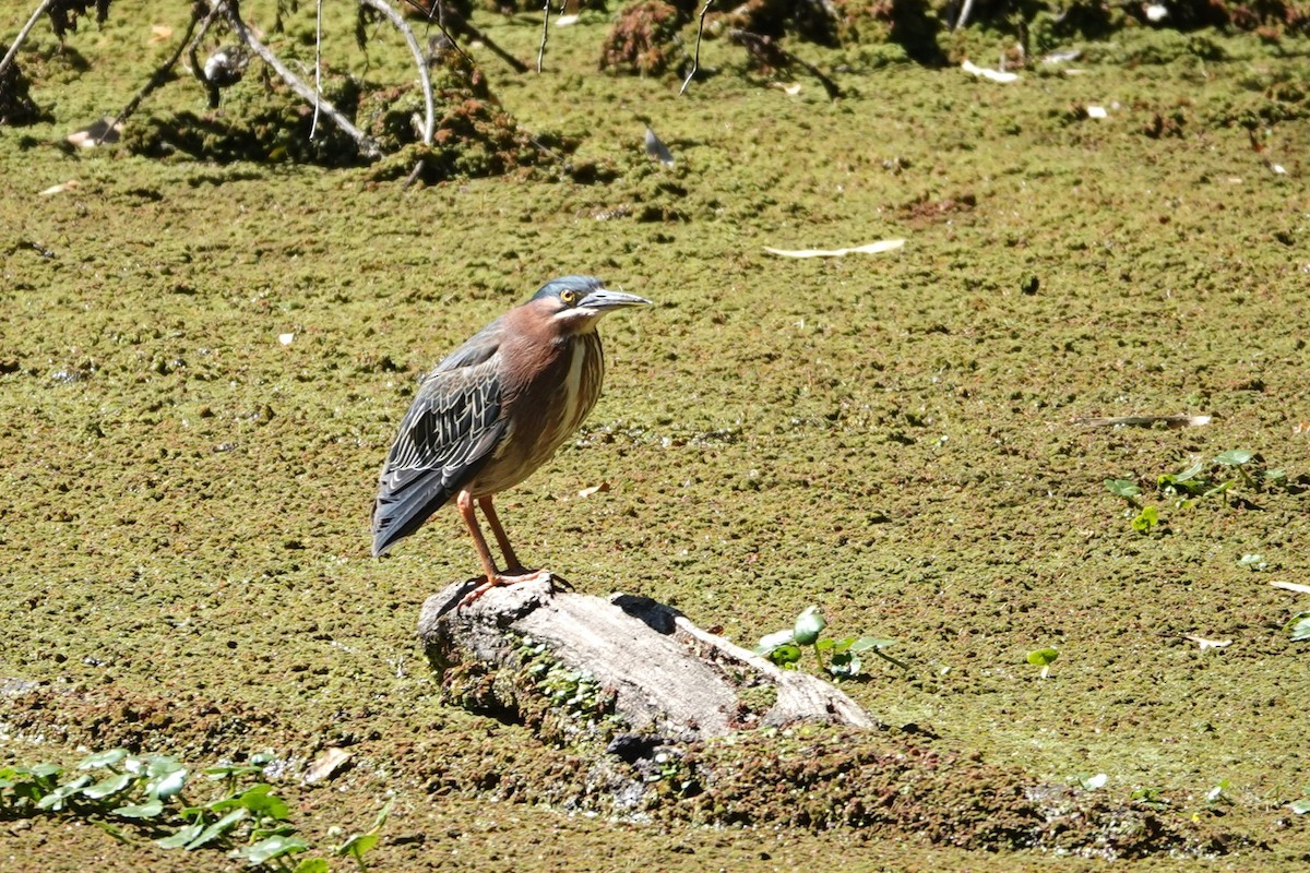 Green Heron - ML616250365