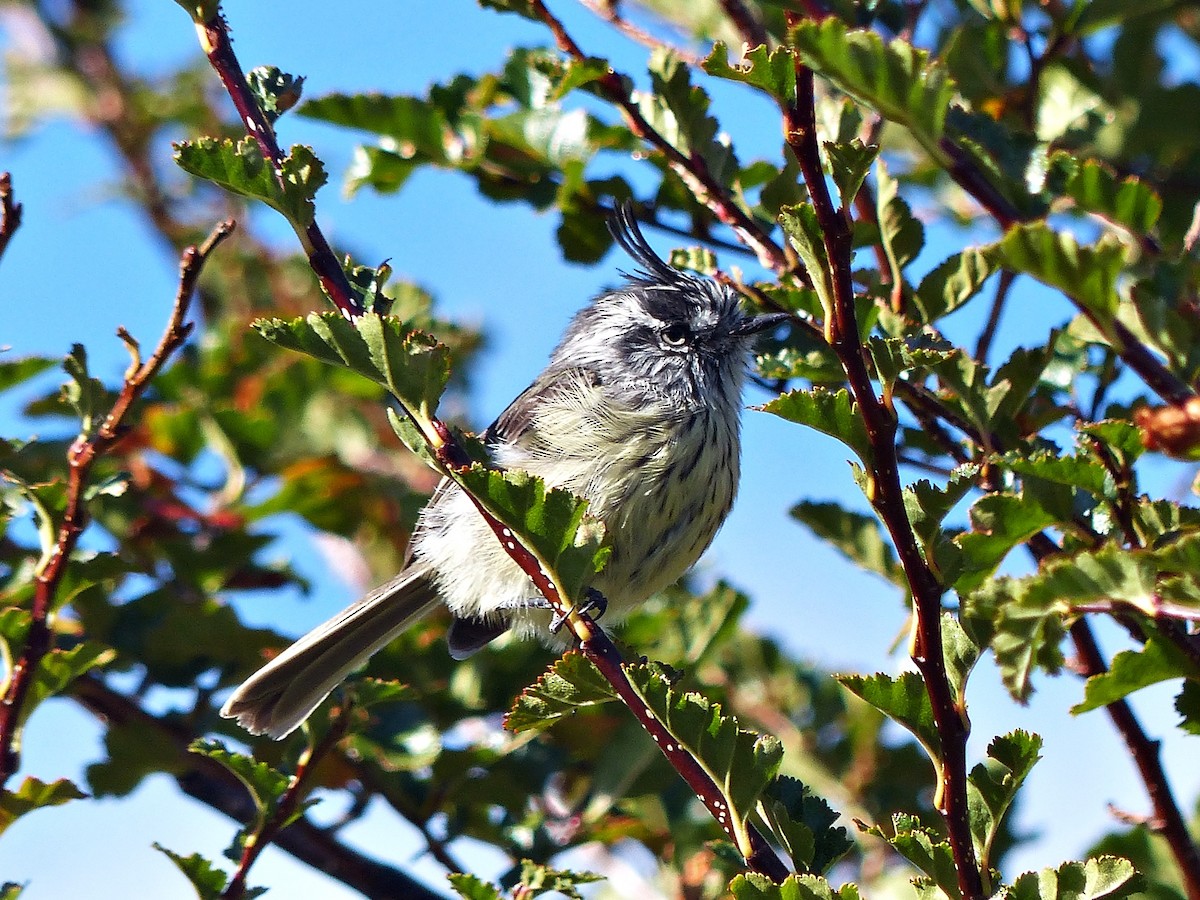 Taurillon mésange - ML616250393