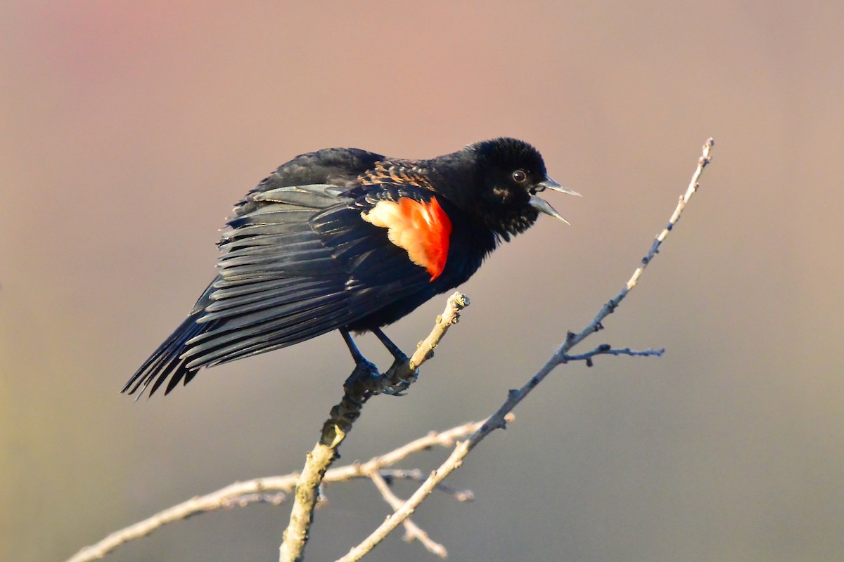 Red-winged Blackbird - ML616250397