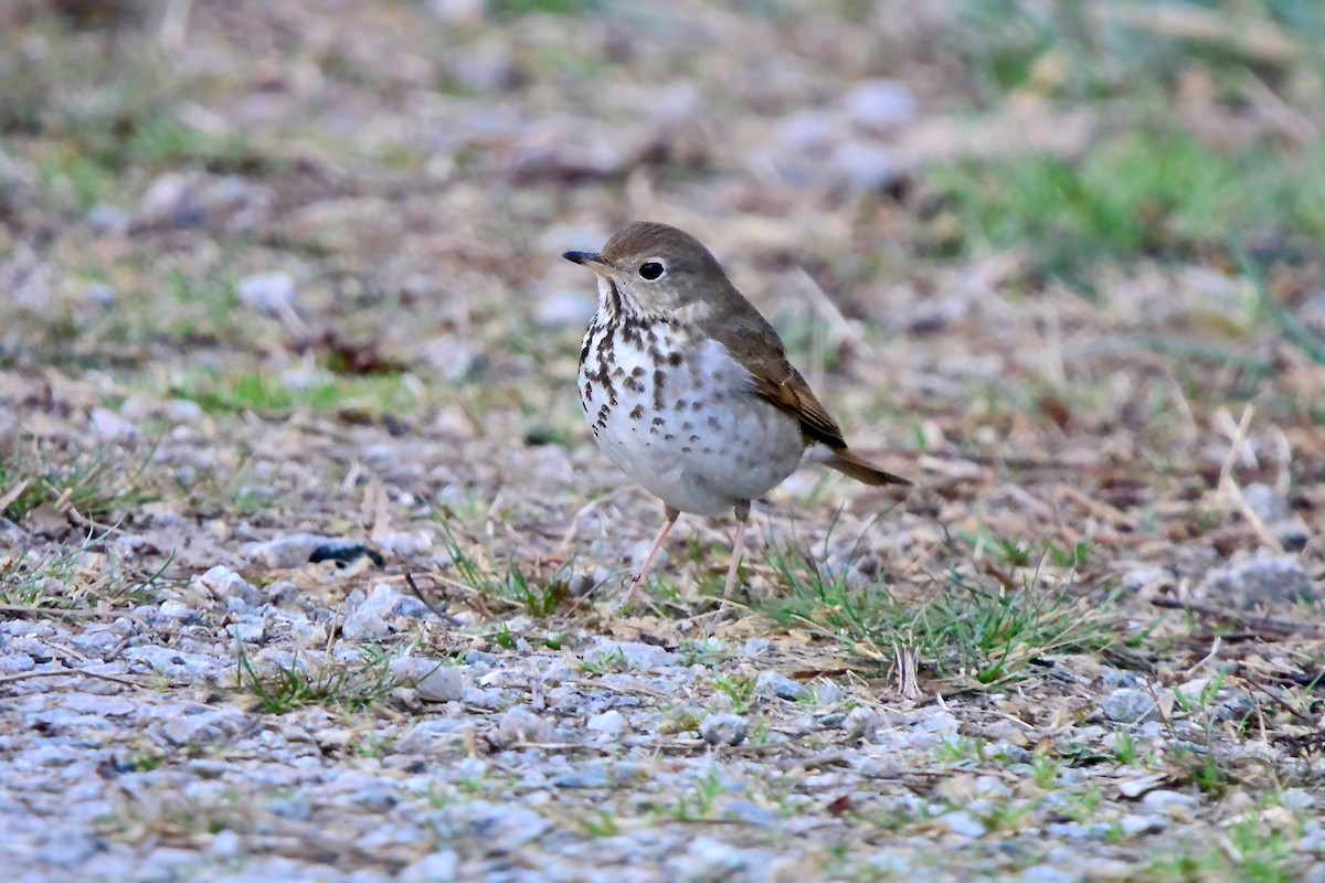 Hermit Thrush - ML616250403