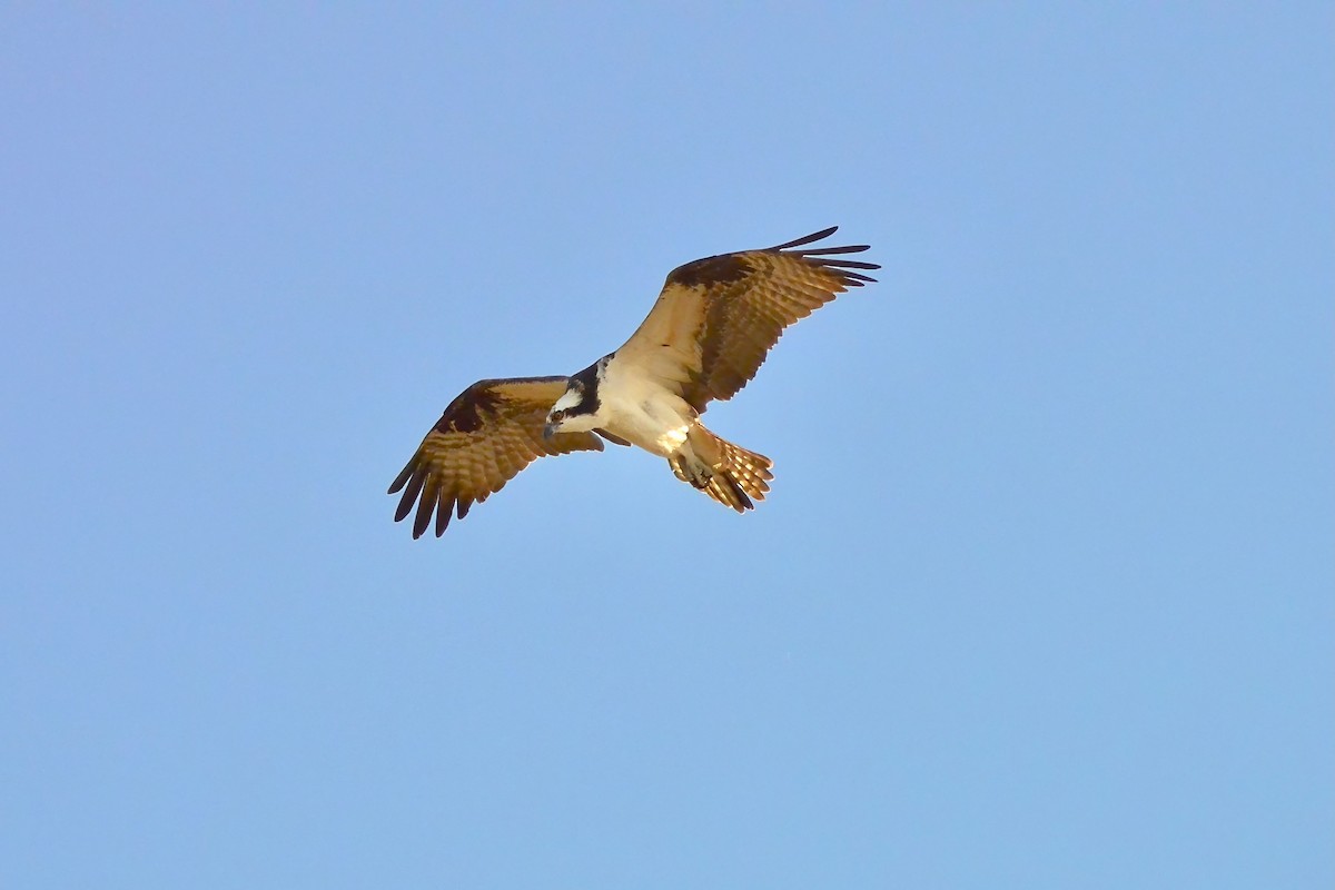 Osprey - ML616250472