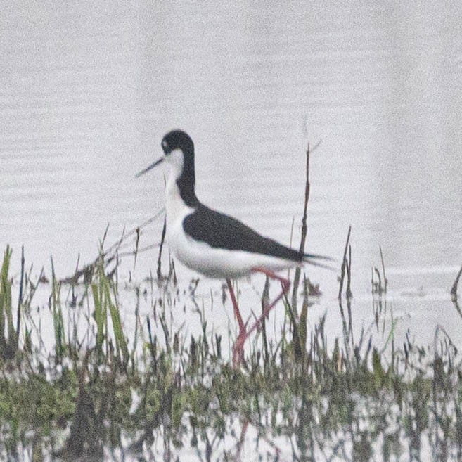 Black-necked Stilt - Ken Tweedt