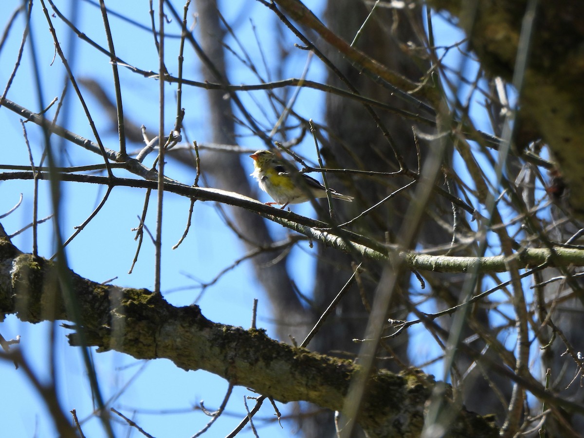 American Goldfinch - ML616250590