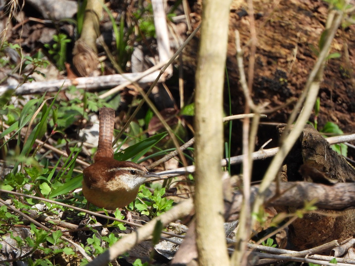 Carolina Wren - ML616250612