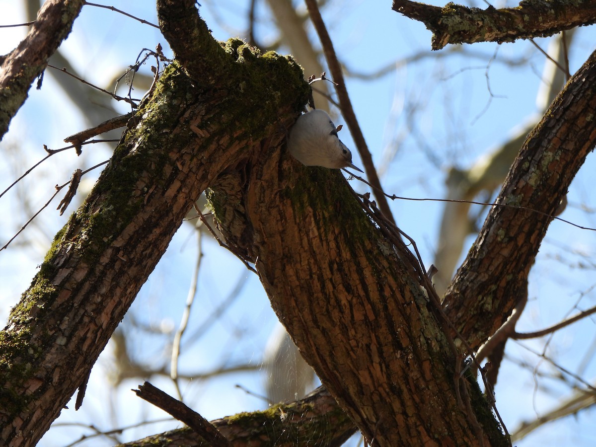 White-breasted Nuthatch - ML616250619