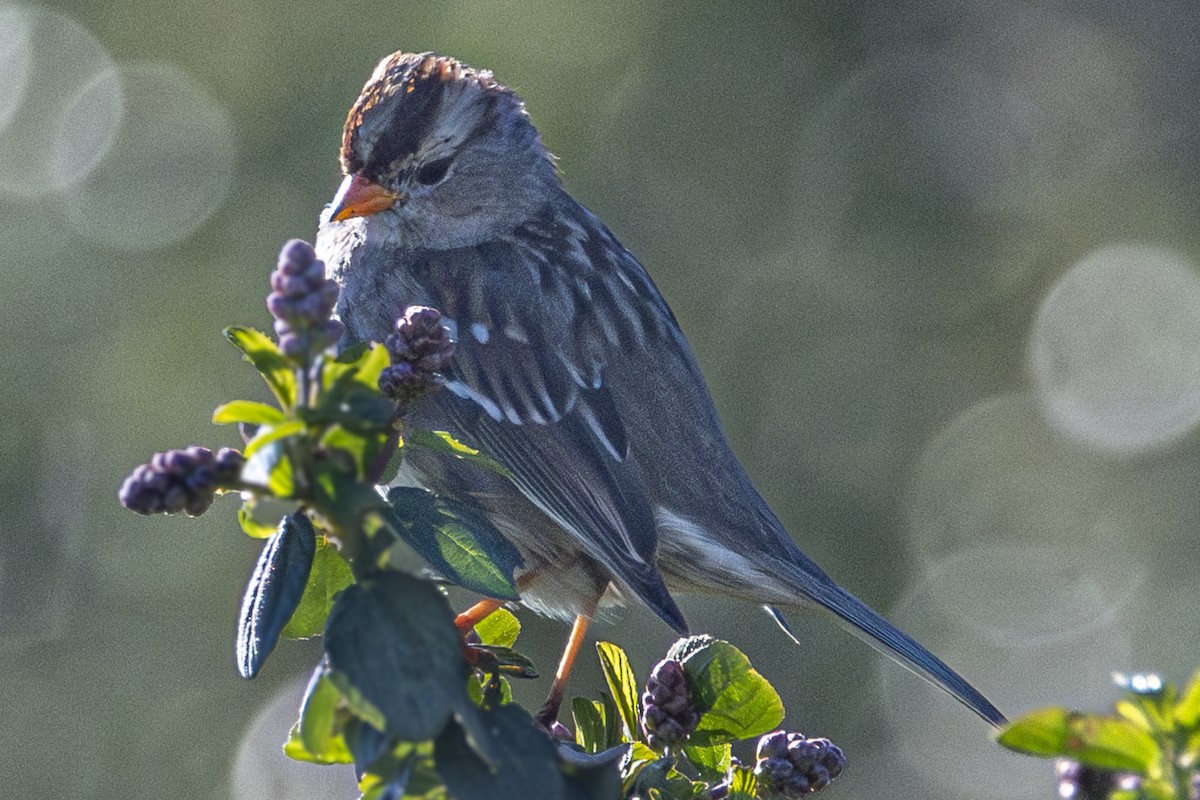 White-crowned Sparrow - ML616250625