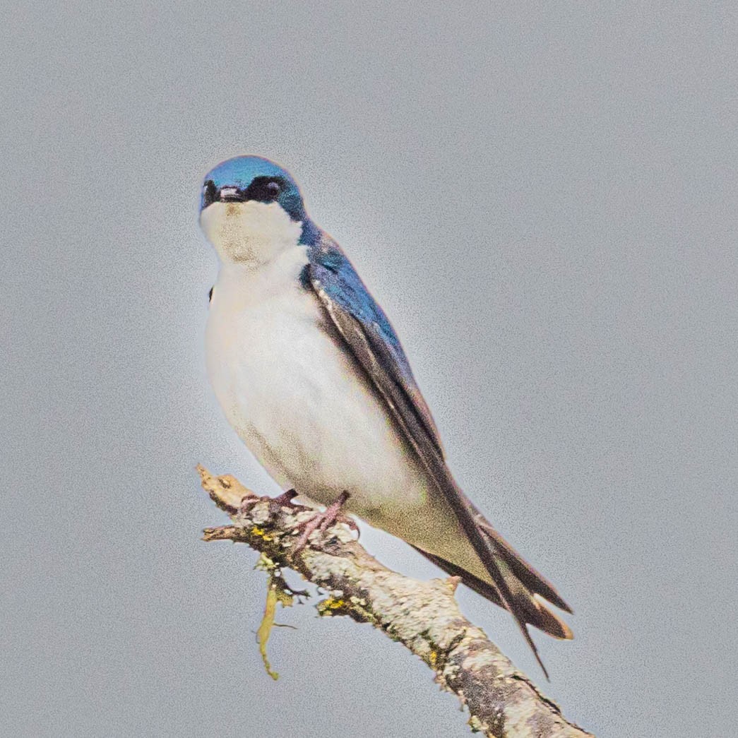 Tree Swallow - Ken Tweedt