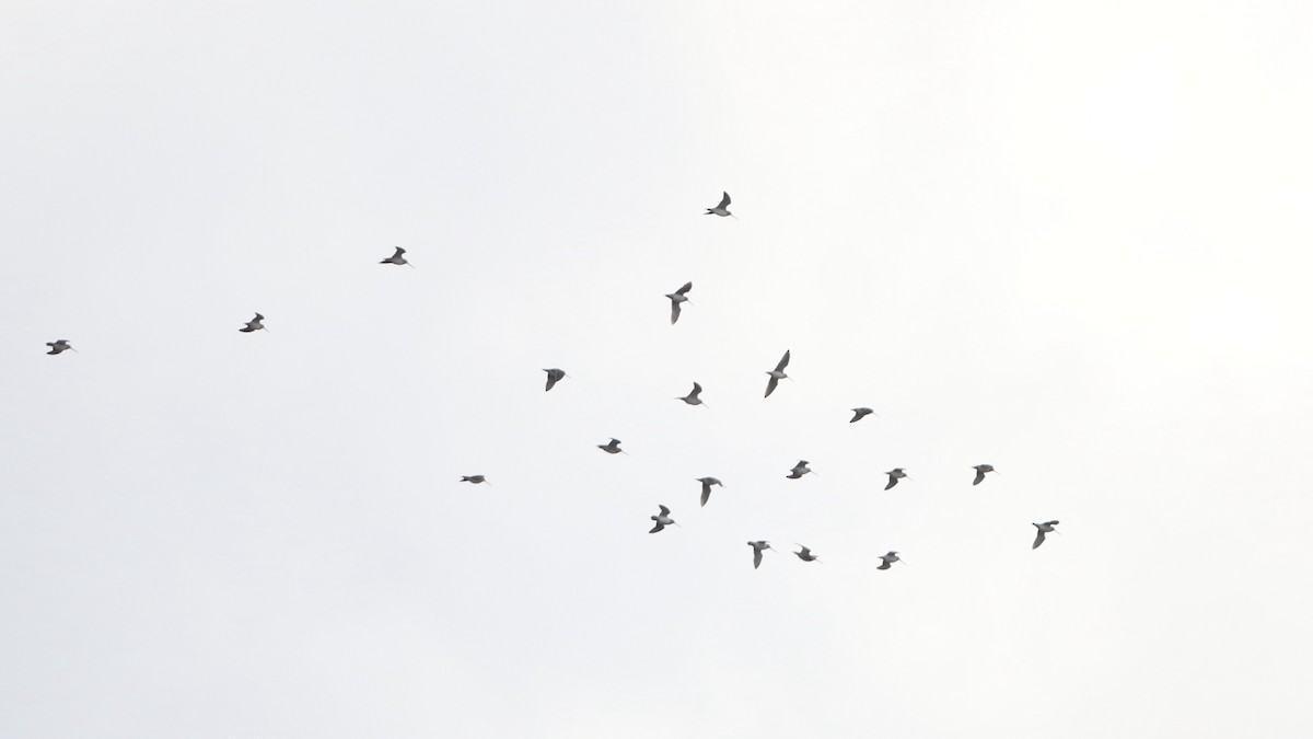 Wilson's Snipe - John Garrett