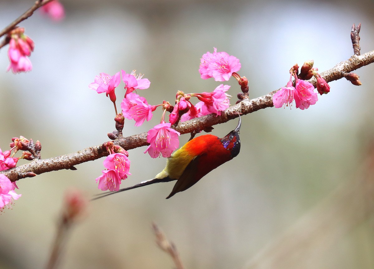 Mrs. Gould's Sunbird (Scarlet-breasted) - ML616250663