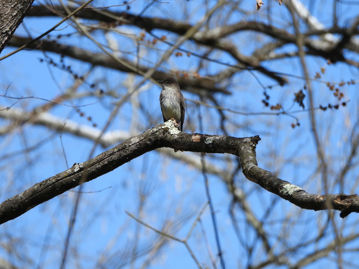 Eastern Phoebe - ML616250664