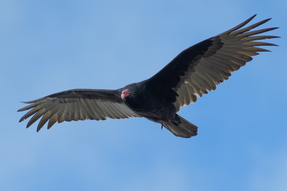 Turkey Vulture - ML616250706