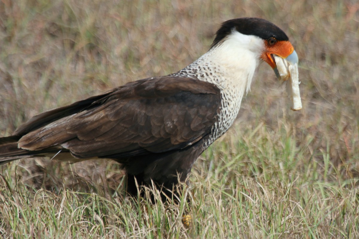 Crested Caracara (Northern) - Kenny Frisch