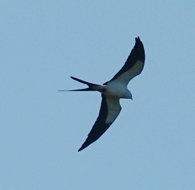 Swallow-tailed Kite - Lilian Saul