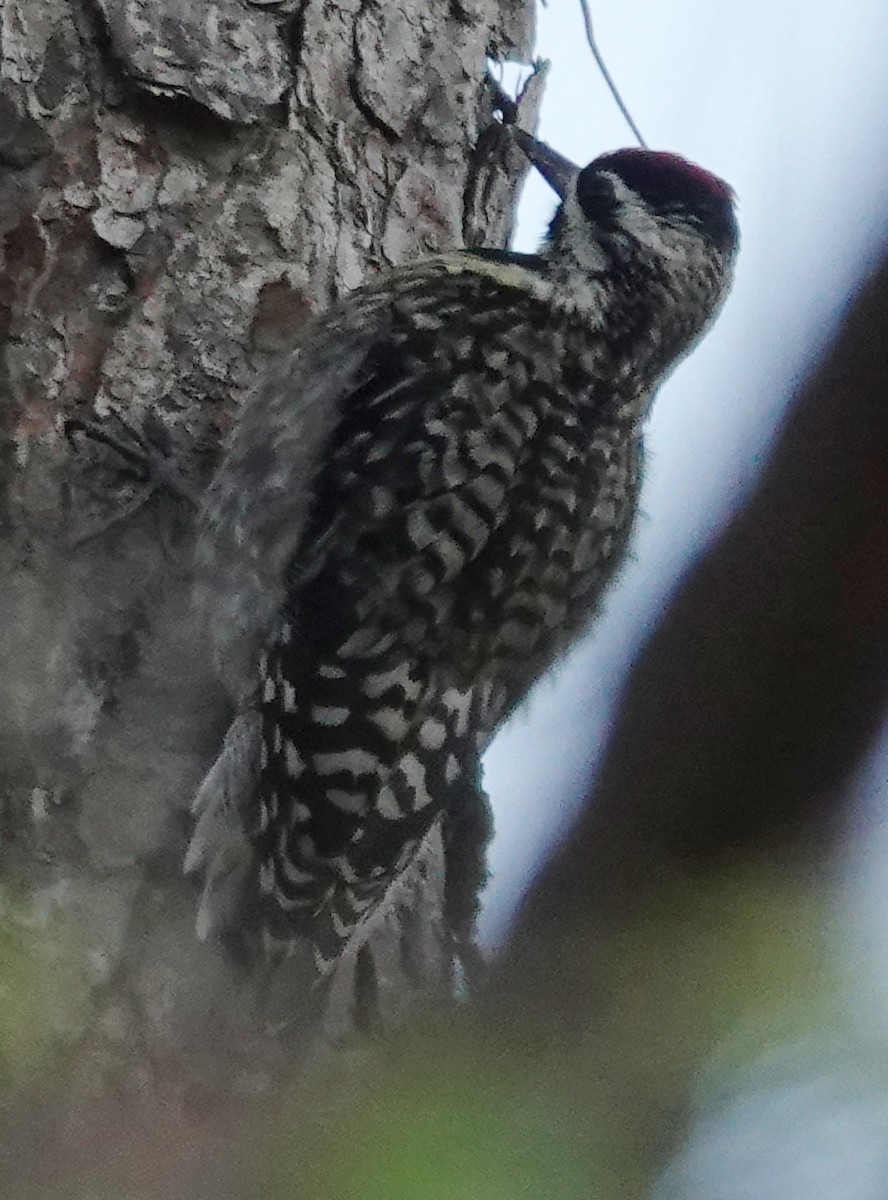 Yellow-bellied Sapsucker - ML616250740