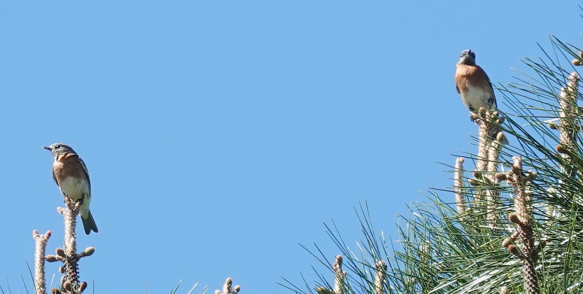 Eastern Bluebird - Lilian Saul