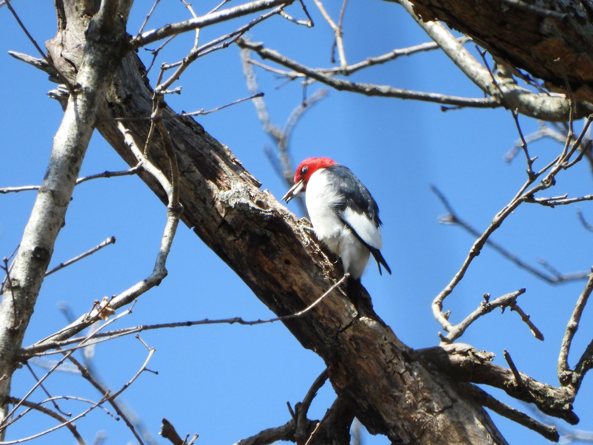 Red-headed Woodpecker - ML616250790