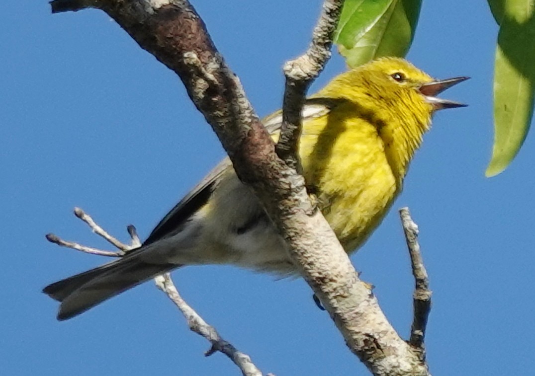 Pine Warbler - ML616250793