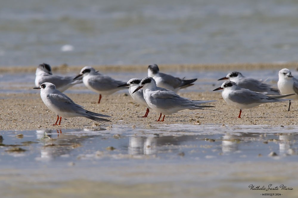 Forster's Tern - ML616250804