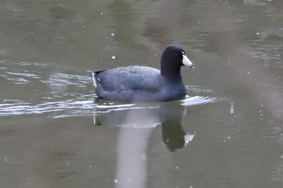 American Coot - ML616250807