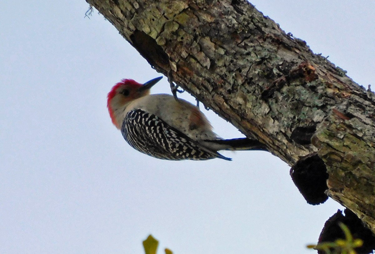 Red-bellied Woodpecker - ML616250829