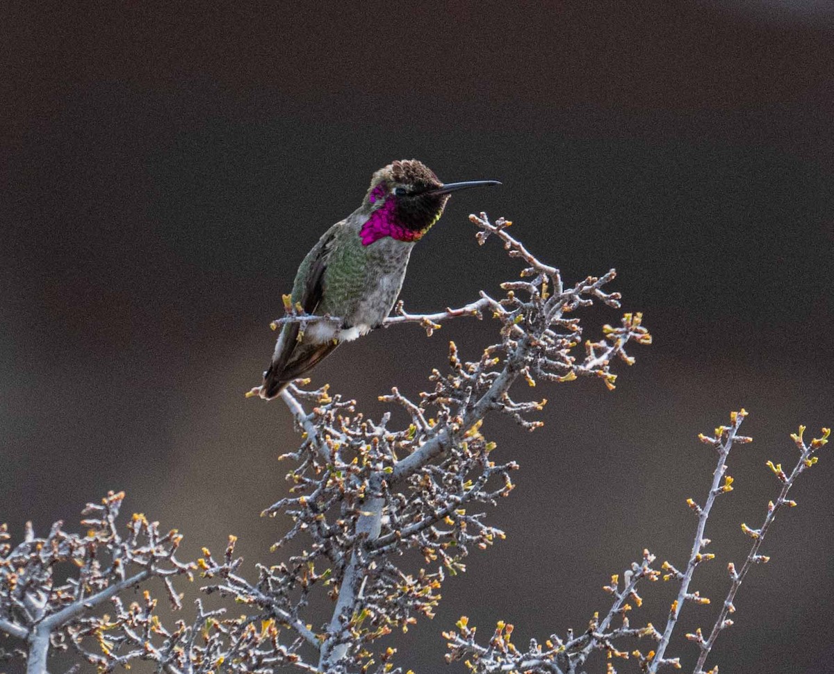 Anna's Hummingbird - ML616250830