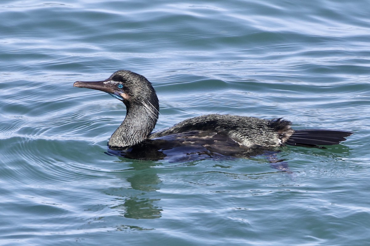 Brandt's Cormorant - ML616250913