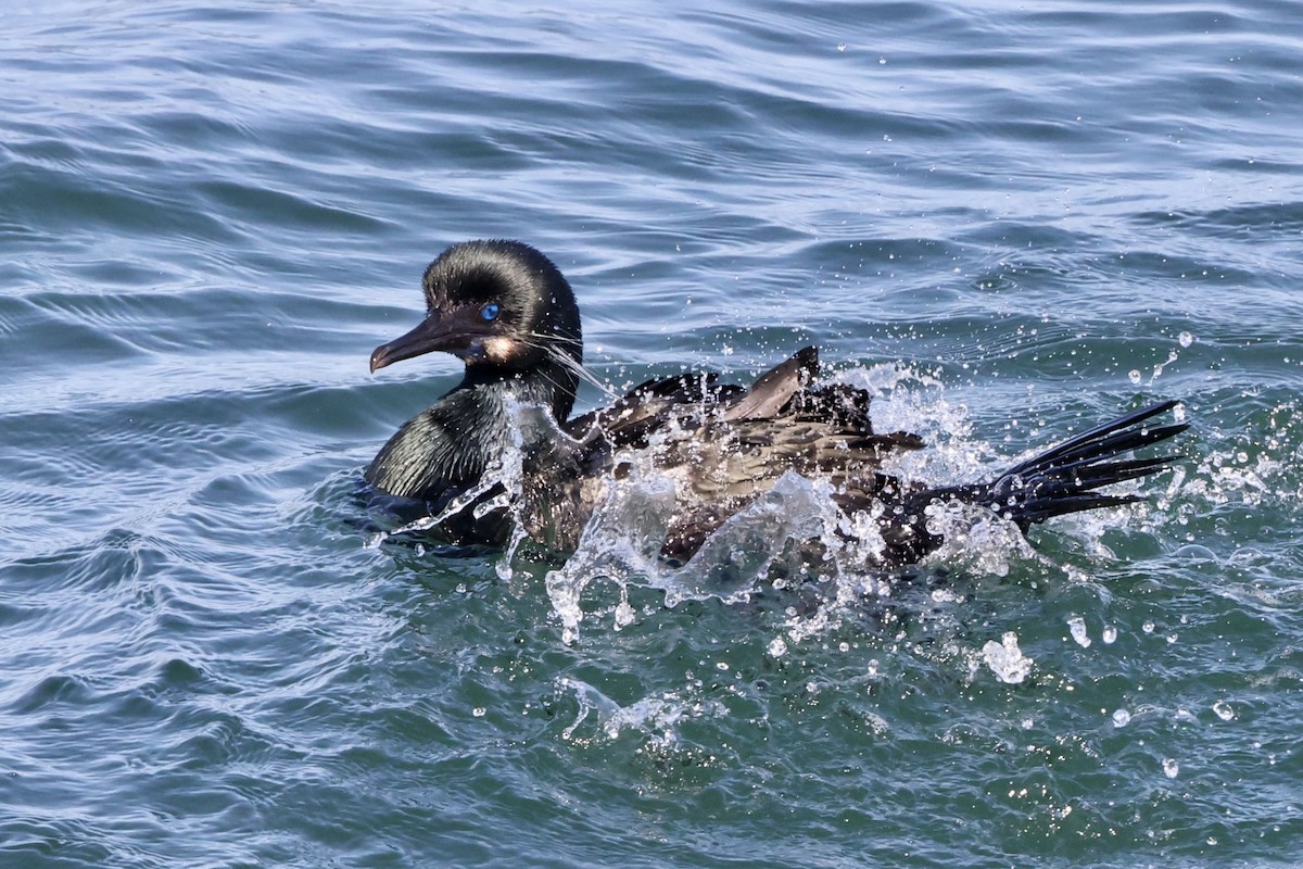 Brandt's Cormorant - Alice Church