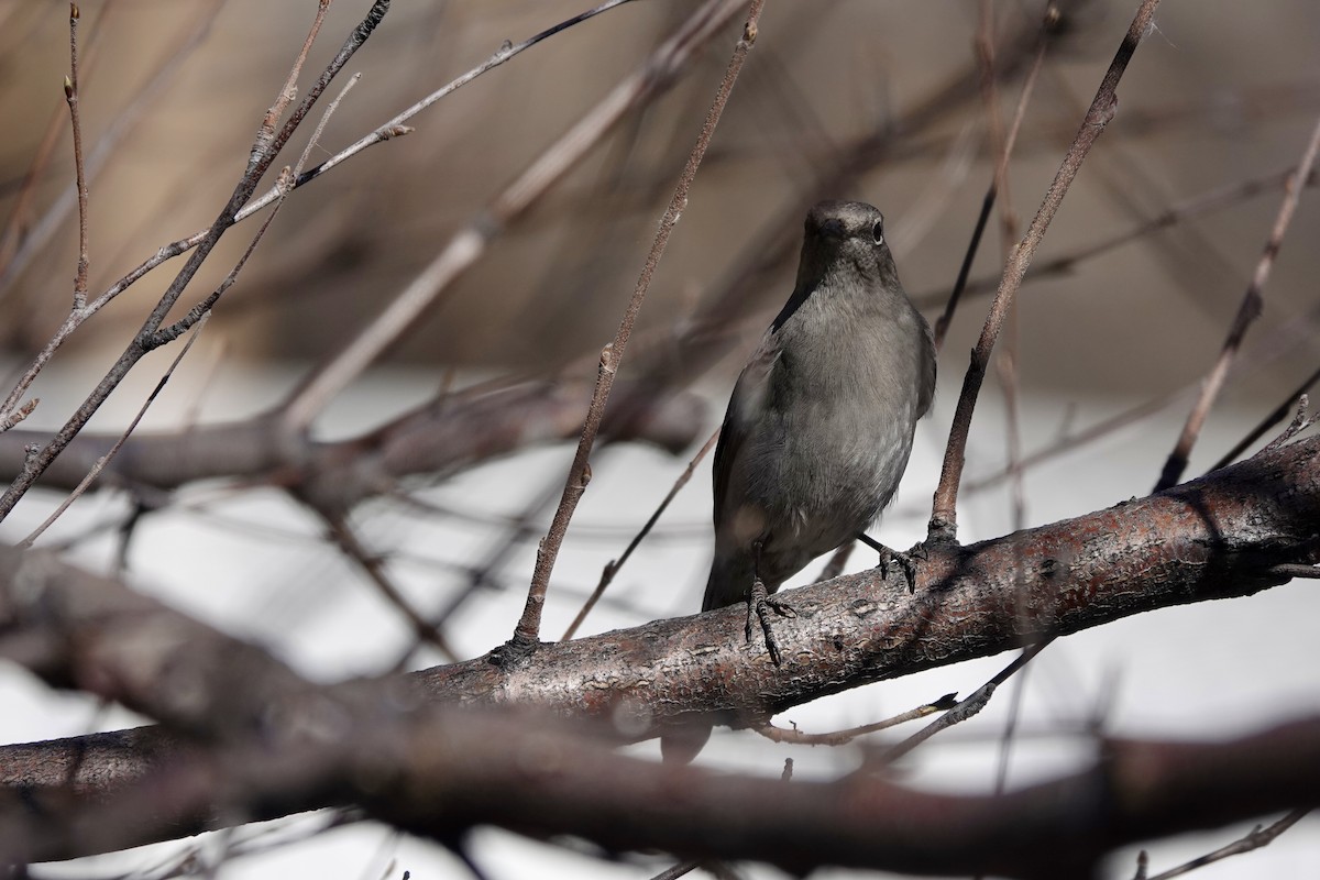 Townsend's Solitaire - ML616250943