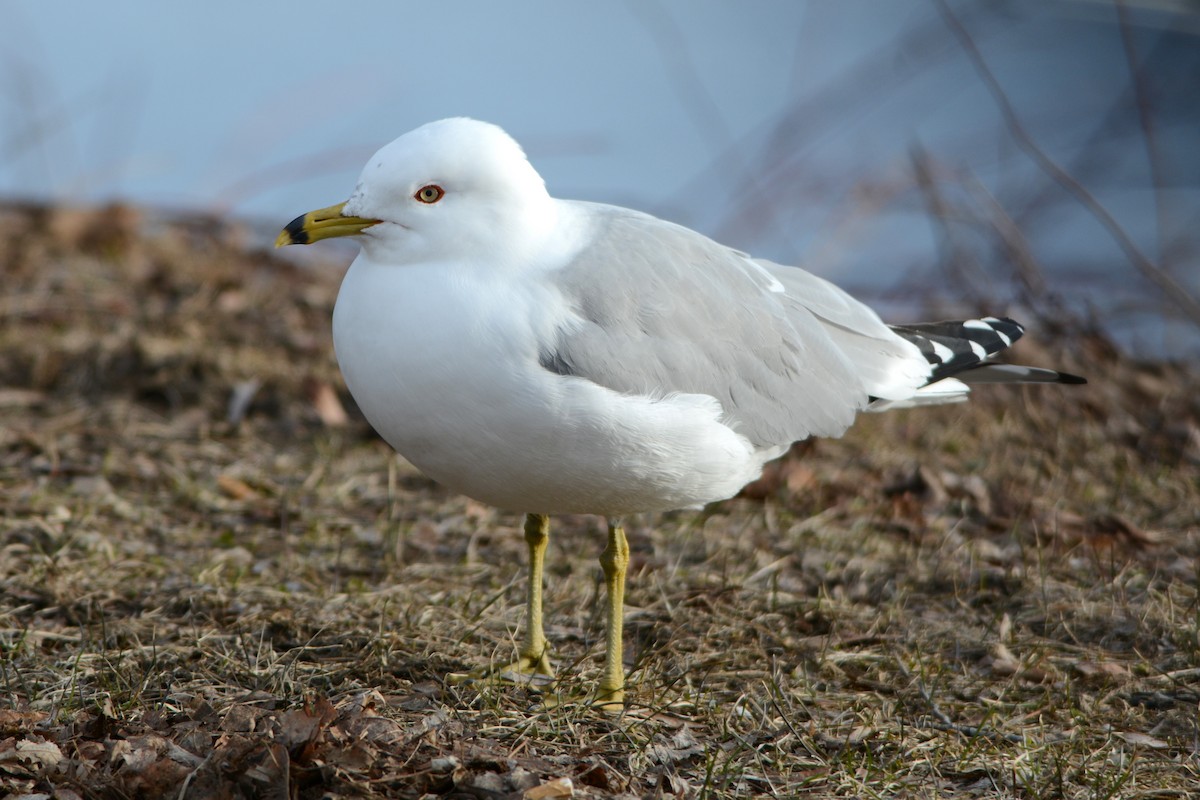 Ring-billed Gull - ML616250944