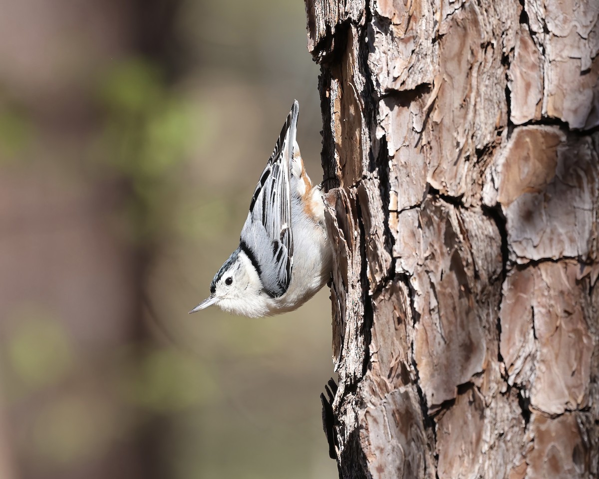 White-breasted Nuthatch - Debbie Kosater