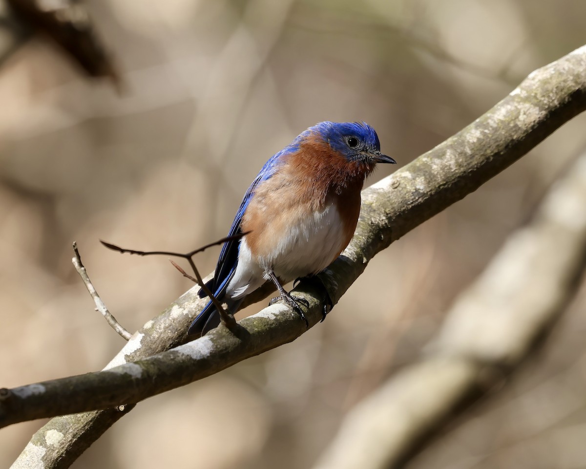 Eastern Bluebird - Debbie Kosater