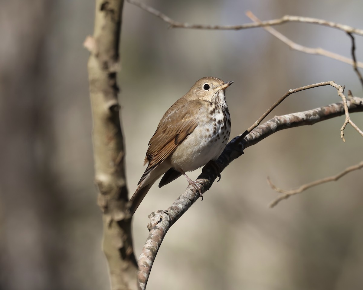 Hermit Thrush - Debbie Kosater