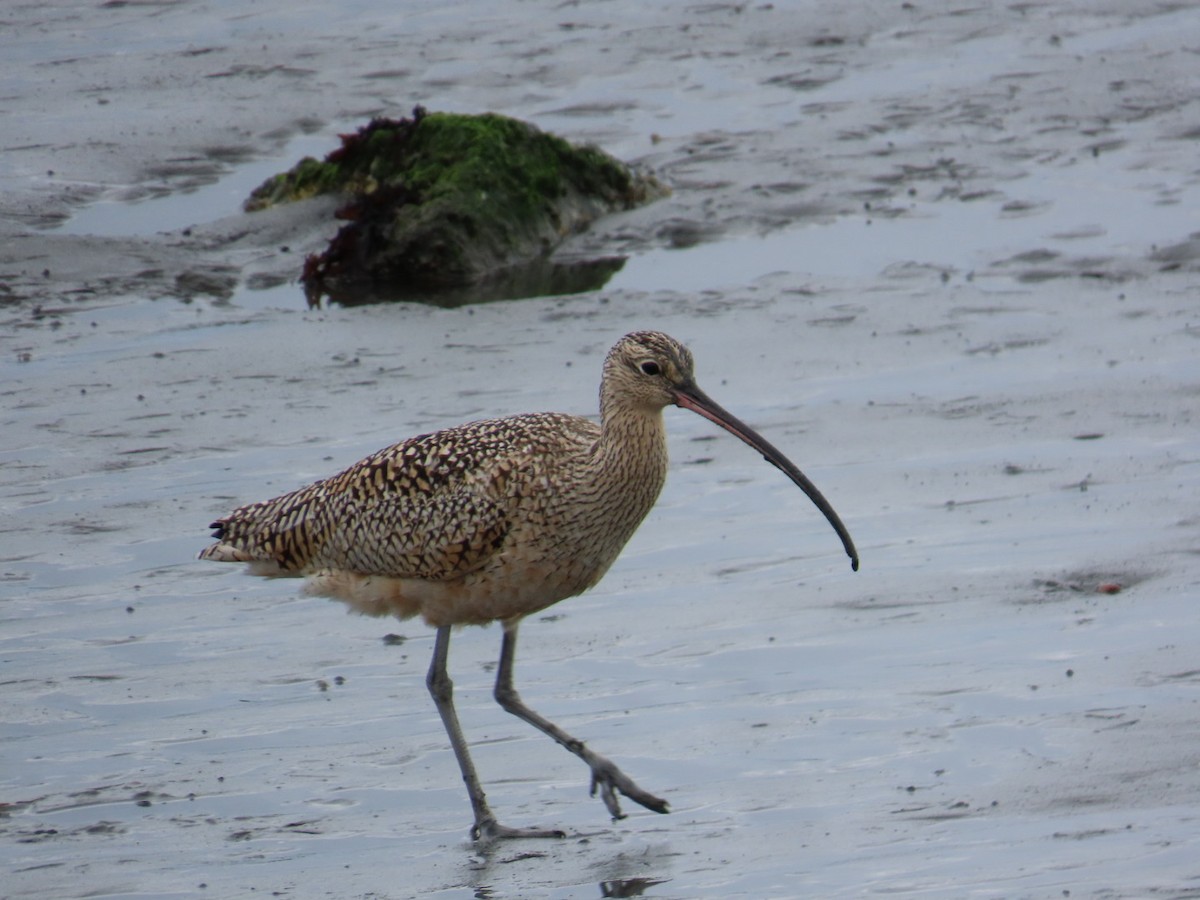 Long-billed Curlew - ML616250988