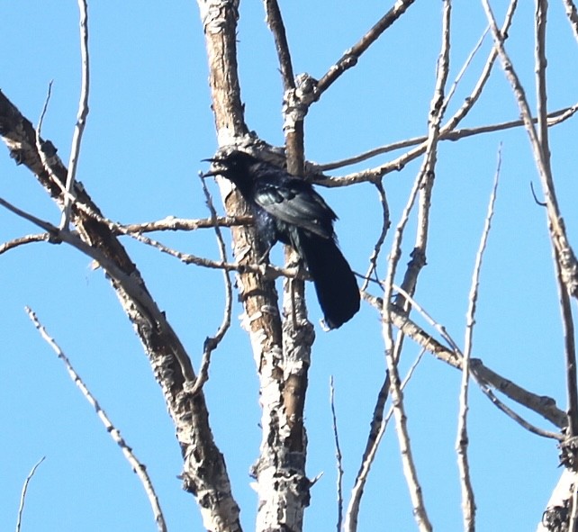 Great-tailed Grackle - ML616251001