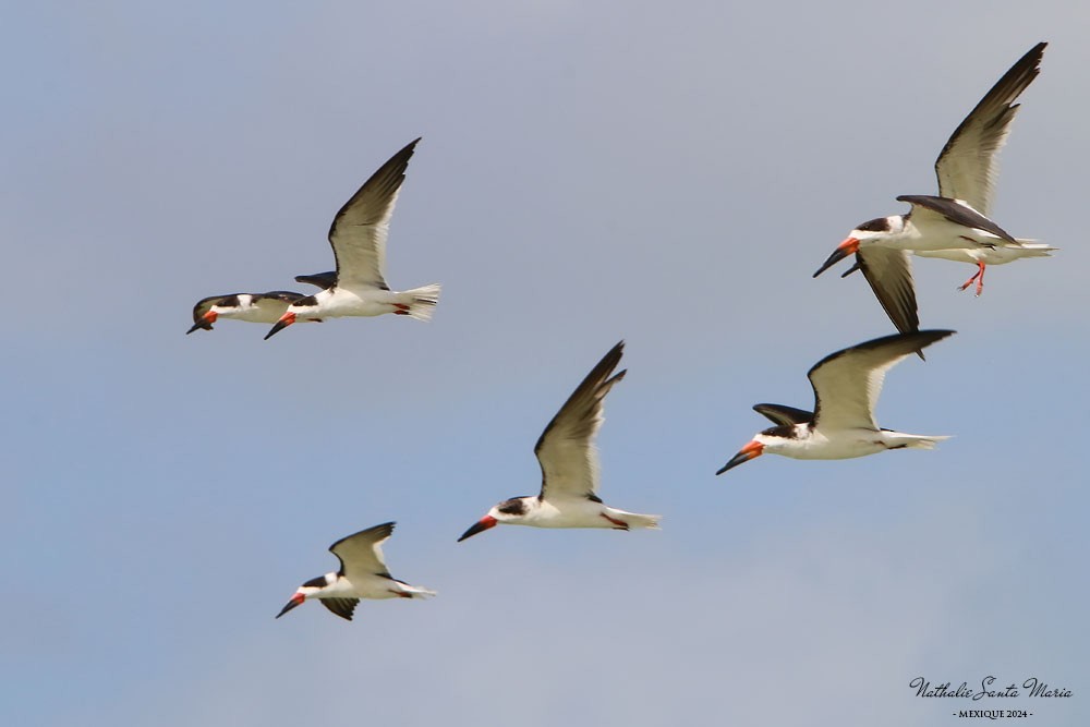 Black Skimmer - ML616251019