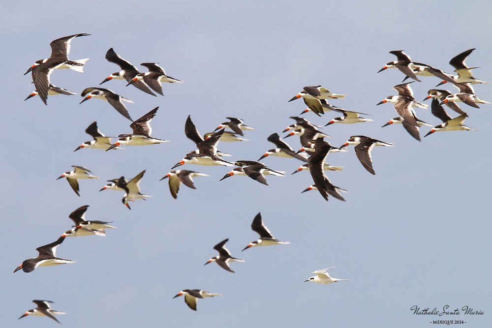 Black Skimmer - ML616251020