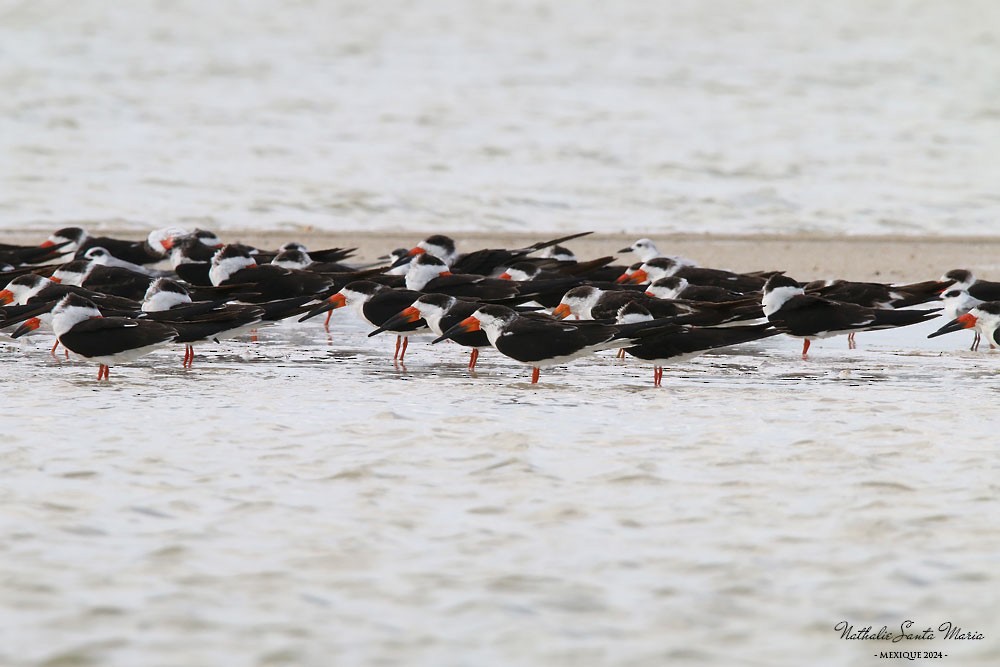 Black Skimmer - ML616251021