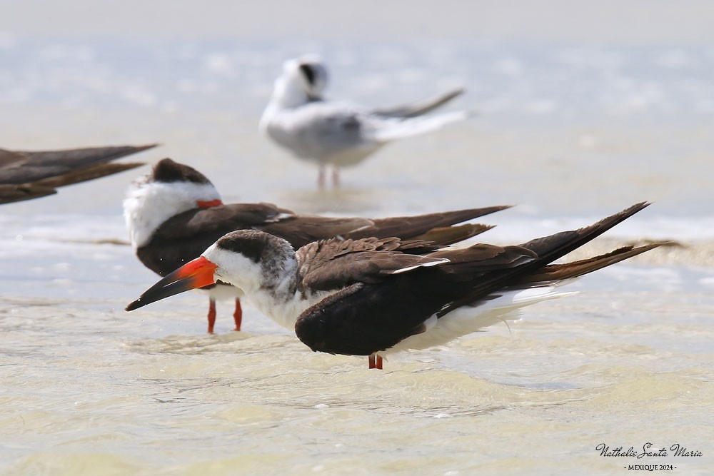 Black Skimmer - ML616251022