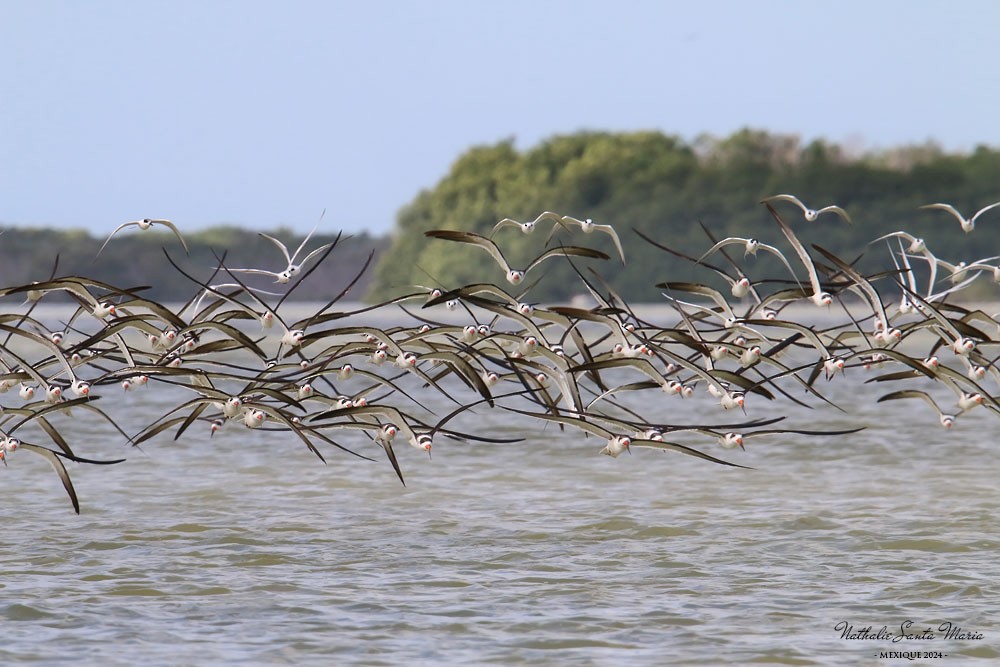 Black Skimmer - ML616251023