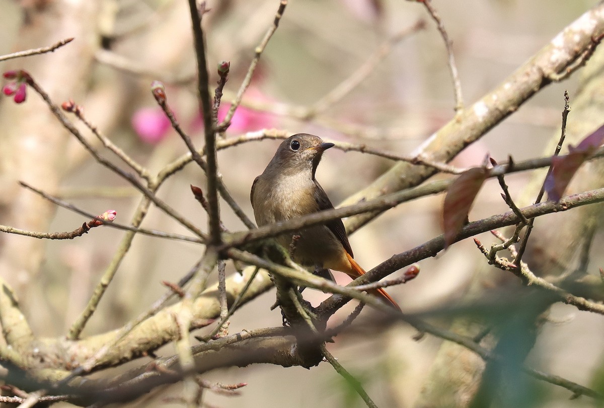 Daurian Redstart - Wayne Paes