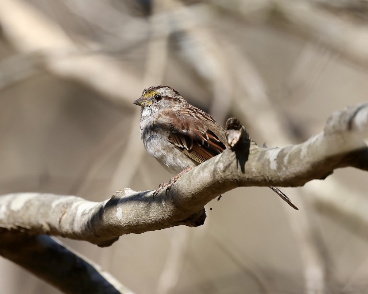 White-throated Sparrow - Debbie Kosater