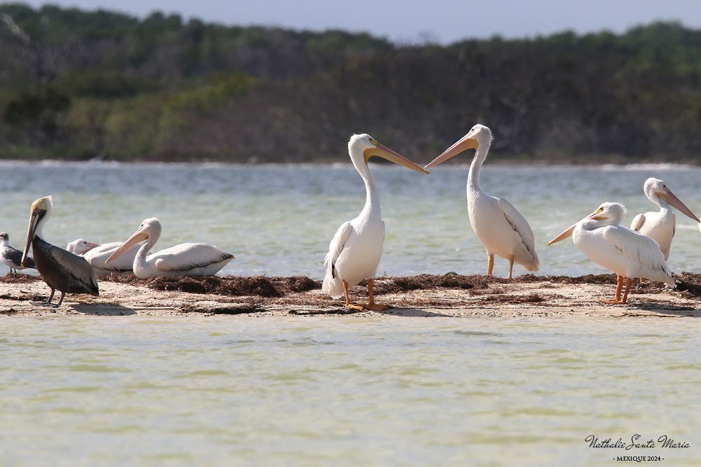 American White Pelican - ML616251051