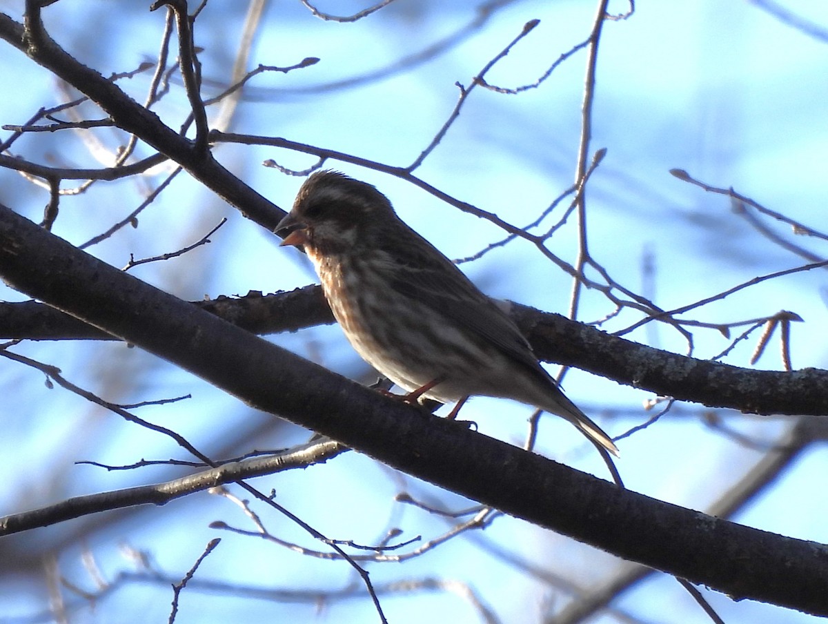 Purple Finch - ML616251052
