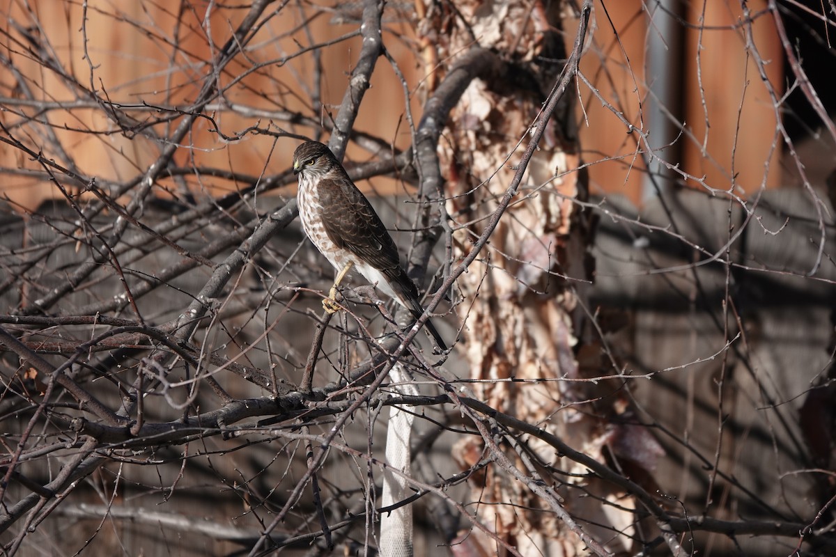 Sharp-shinned Hawk - ML616251054